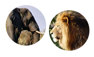 Lion Apache MySQL MongoDB PHP