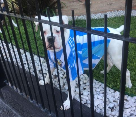 boxer in an Argentinian world cup jersey